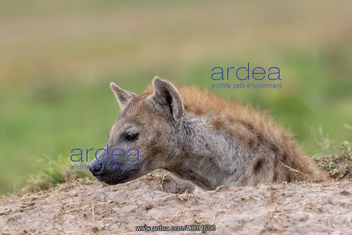 : Afrique, Afrique de l'Est, Kenya, Reserve nationale du Masai : Afrique, Afrique de l'Est, Kenya, Reserve nationale du Masai