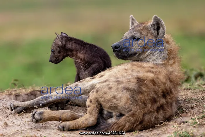 : Afrique, Afrique de l'Est, Kenya, Reserve nationale du Masai : Afrique, Afrique de l'Est, Kenya, Reserve nationale du Masai