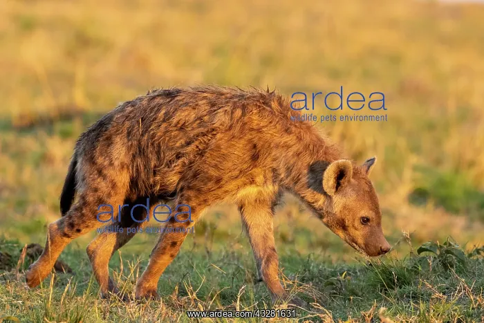 : Afrique, Afrique de l'Est, Kenya, Reserve nationale du Masai : Afrique, Afrique de l'Est, Kenya, Reserve nationale du Masai