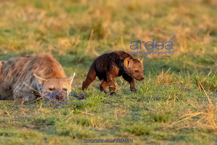 : Afrique, Afrique de l'Est, Kenya, Reserve nationale du Masai : Afrique, Afrique de l'Est, Kenya, Reserve nationale du Masai