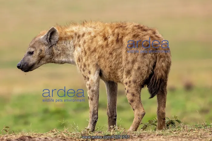 : Afrique, Afrique de l'Est, Kenya, Reserve nationale du Masai : Afrique, Afrique de l'Est, Kenya, Reserve nationale du Masai