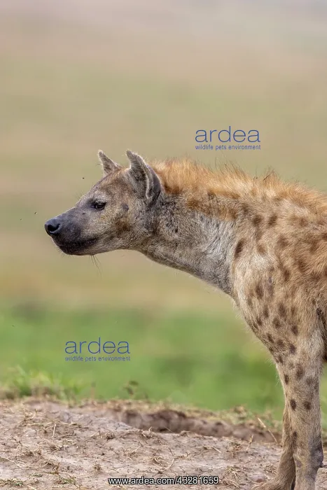 : Afrique, Afrique de l'Est, Kenya, Reserve nationale du Masai : Afrique, Afrique de l'Est, Kenya, Reserve nationale du Masai