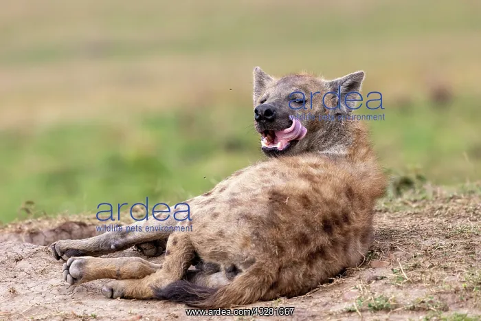 : Afrique, Afrique de l'Est, Kenya, Reserve nationale du Masai : Afrique, Afrique de l'Est, Kenya, Reserve nationale du Masai