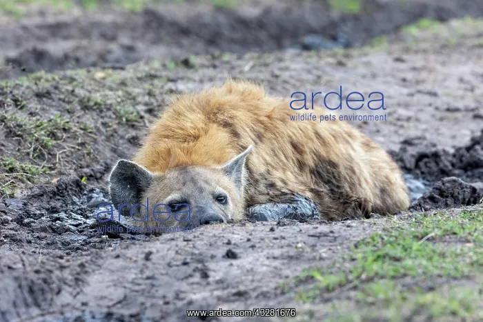 : Afrique, Afrique de l'Est, Kenya, Reserve nationale du Masai : Afrique, Afrique de l'Est, Kenya, Reserve nationale du Masai