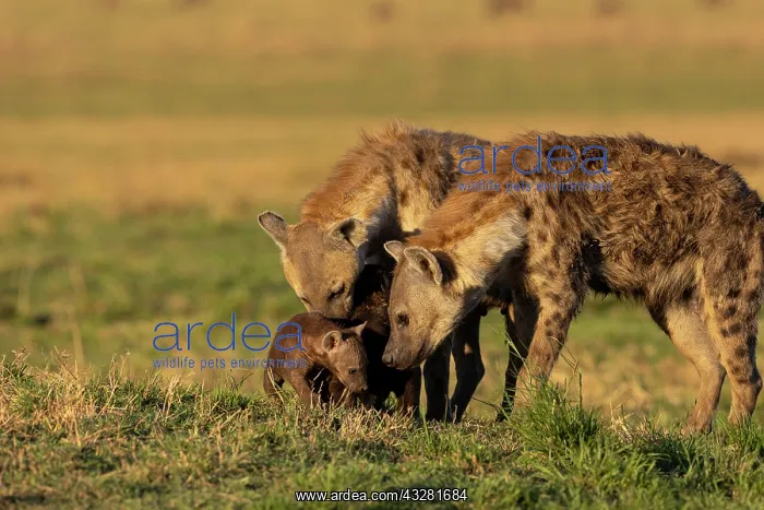 : Afrique, Afrique de l'Est, Kenya, Reserve nationale du Masai : Afrique, Afrique de l'Est, Kenya, Reserve nationale du Masai