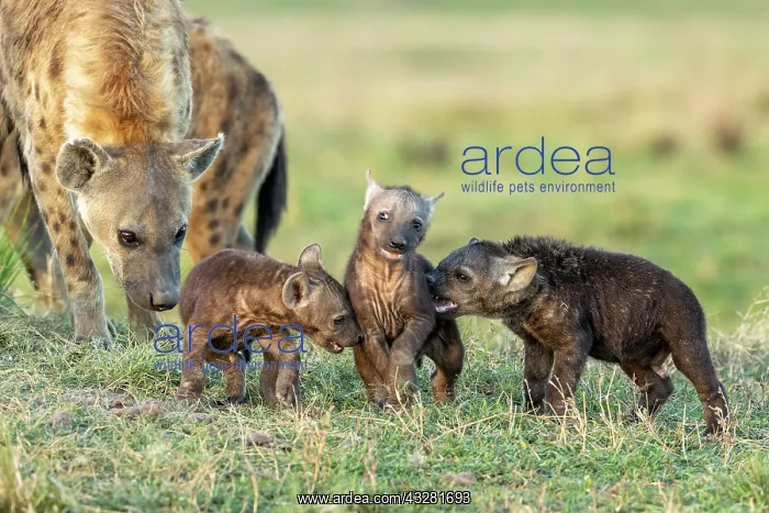 : Afrique, Afrique de l'Est, Kenya, Reserve nationale du Masai : Afrique, Afrique de l'Est, Kenya, Reserve nationale du Masai