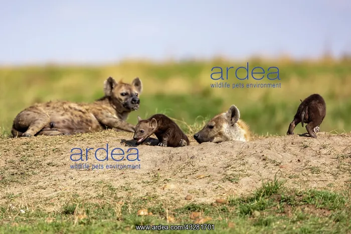 : Afrique, Afrique de l'Est, Kenya, Reserve nationale du Masai : Afrique, Afrique de l'Est, Kenya, Reserve nationale du Masai