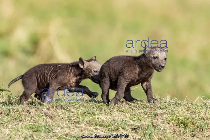 : Afrique, Afrique de l'Est, Kenya, Reserve nationale du Masai : Afrique, Afrique de l'Est, Kenya, Reserve nationale du Masai