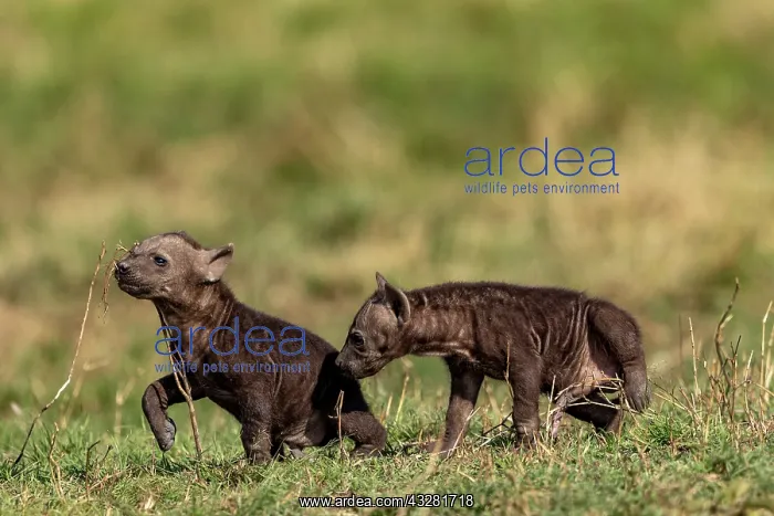: Afrique, Afrique de l'Est, Kenya, Reserve nationale du Masai : Afrique, Afrique de l'Est, Kenya, Reserve nationale du Masai