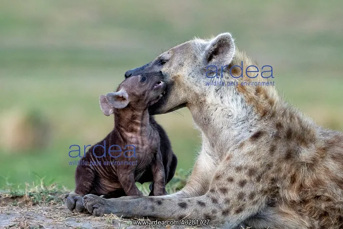 : Afrique, Afrique de l'Est, Kenya, Reserve nationale du Masai : Afrique, Afrique de l'Est, Kenya, Reserve nationale du Masai