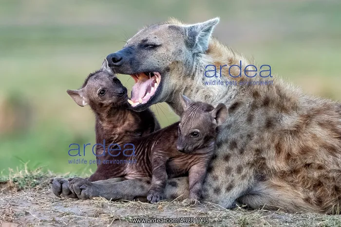: Afrique, Afrique de l'Est, Kenya, Reserve nationale du Masai : Afrique, Afrique de l'Est, Kenya, Reserve nationale du Masai