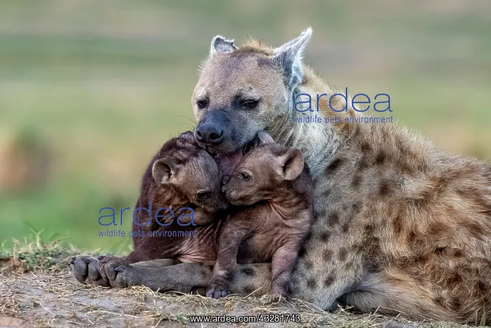 : Afrique, Afrique de l'Est, Kenya, Reserve nationale du Masai : Afrique, Afrique de l'Est, Kenya, Reserve nationale du Masai