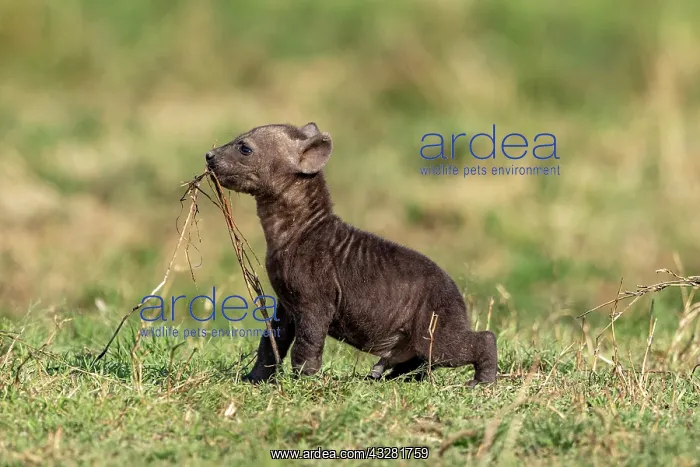  : Afrique, Afrique de l'Est, Kenya, Reserve nationale du Masai