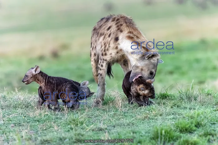  : Afrique, Afrique de l'Est, Kenya, Reserve nationale du Masai