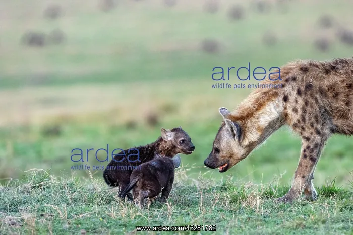 : Afrique, Afrique de l'Est, Kenya, Reserve nationale du Masai : Afrique, Afrique de l'Est, Kenya, Reserve nationale du Masai