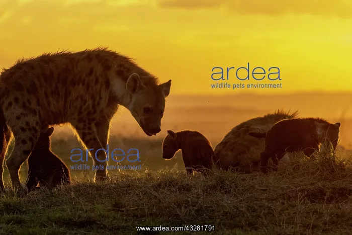 : Afrique, Afrique de l'Est, Kenya, Reserve nationale du Masai : Afrique, Afrique de l'Est, Kenya, Reserve nationale du Masai