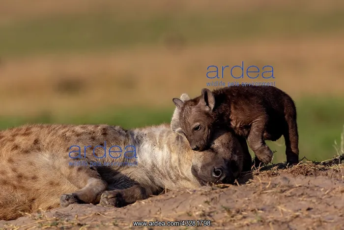 : Afrique, Afrique de l'Est, Kenya, Reserve nationale du Masai : Afrique, Afrique de l'Est, Kenya, Reserve nationale du Masai