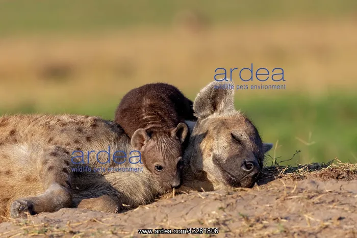 : Afrique, Afrique de l'Est, Kenya, Reserve nationale du Masai : Afrique, Afrique de l'Est, Kenya, Reserve nationale du Masai