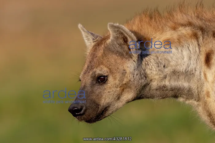 : Afrique, Afrique de l'Est, Kenya, Reserve nationale du Masai : Afrique, Afrique de l'Est, Kenya, Reserve nationale du Masai