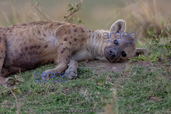 : Afrique, Afrique de l'Est, Kenya, Reserve nationale du Masai : Afrique, Afrique de l'Est, Kenya, Reserve nationale du Masai