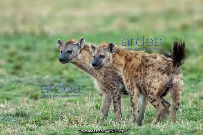 : Afrique, Afrique de l'Est, Kenya, Reserve nationale du Masai : Afrique, Afrique de l'Est, Kenya, Reserve nationale du Masai