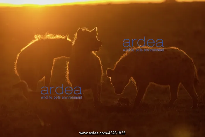  : Afrique, Afrique de l'Est, Kenya, Reserve nationale du Masai