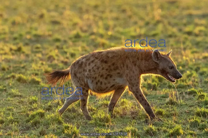 : Afrique, Afrique de l'Est, Kenya, Reserve nationale du Masai : Afrique, Afrique de l'Est, Kenya, Reserve nationale du Masai