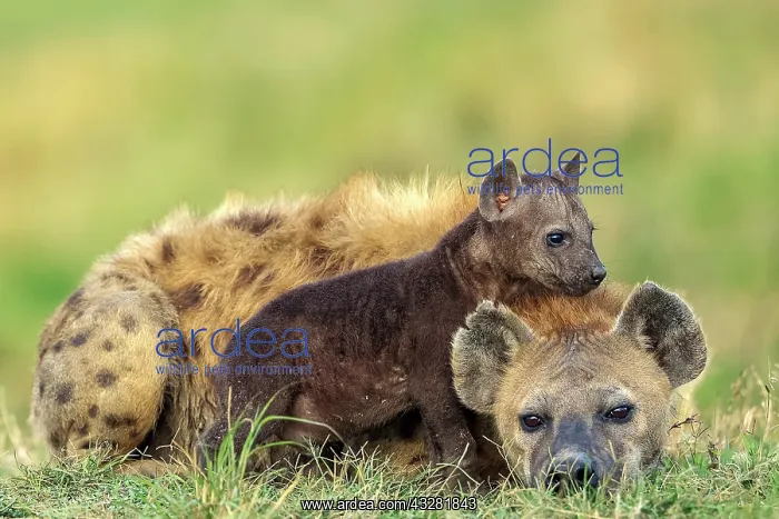 : Afrique, Afrique de l'Est, Kenya, Reserve nationale du Masai : Afrique, Afrique de l'Est, Kenya, Reserve nationale du Masai