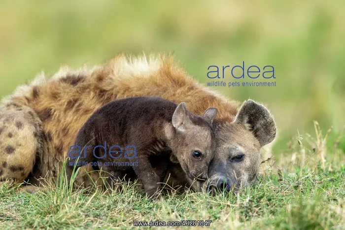  : Afrique, Afrique de l'Est, Kenya, Reserve nationale du Masai