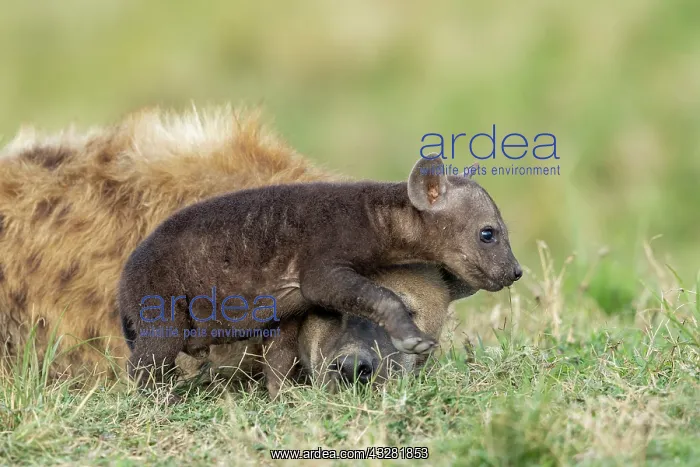 : Afrique, Afrique de l'Est, Kenya, Reserve nationale du Masai : Afrique, Afrique de l'Est, Kenya, Reserve nationale du Masai