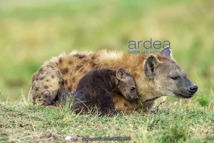 : Afrique, Afrique de l'Est, Kenya, Reserve nationale du Masai : Afrique, Afrique de l'Est, Kenya, Reserve nationale du Masai