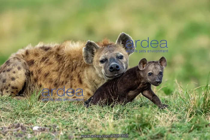 : Afrique, Afrique de l'Est, Kenya, Reserve nationale du Masai : Afrique, Afrique de l'Est, Kenya, Reserve nationale du Masai