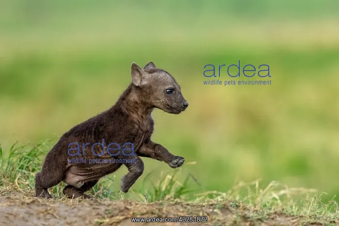 : Afrique, Afrique de l'Est, Kenya, Reserve nationale du Masai : Afrique, Afrique de l'Est, Kenya, Reserve nationale du Masai