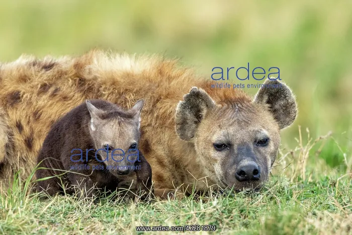 : Afrique, Afrique de l'Est, Kenya, Reserve nationale du Masai : Afrique, Afrique de l'Est, Kenya, Reserve nationale du Masai