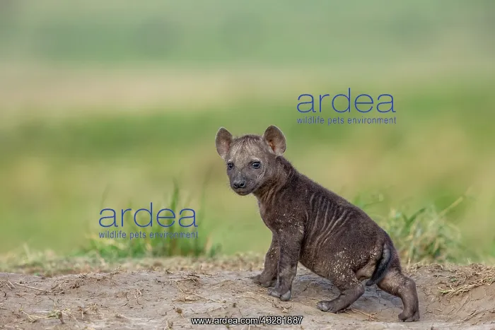 : Afrique, Afrique de l'Est, Kenya, Reserve nationale du Masai : Afrique, Afrique de l'Est, Kenya, Reserve nationale du Masai