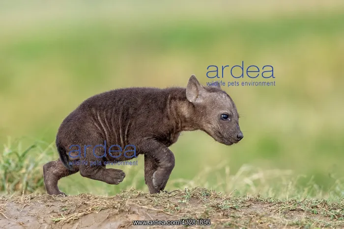 : Afrique, Afrique de l'Est, Kenya, Reserve nationale du Masai : Afrique, Afrique de l'Est, Kenya, Reserve nationale du Masai
