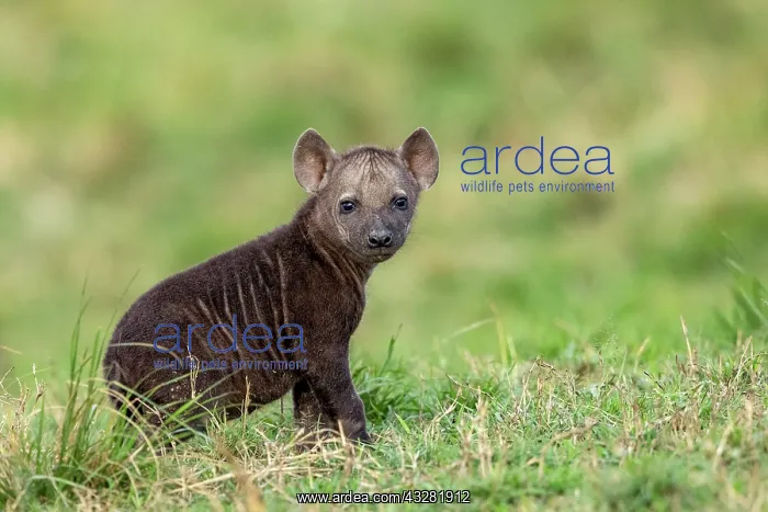 : Afrique, Afrique de l'Est, Kenya, Reserve nationale du Masai : Afrique, Afrique de l'Est, Kenya, Reserve nationale du Masai