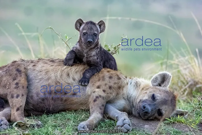 : Afrique, Afrique de l'Est, Kenya, Reserve nationale du Masai : Afrique, Afrique de l'Est, Kenya, Reserve nationale du Masai