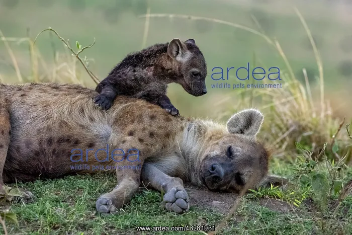 : Afrique, Afrique de l'Est, Kenya, Reserve nationale du Masai : Afrique, Afrique de l'Est, Kenya, Reserve nationale du Masai