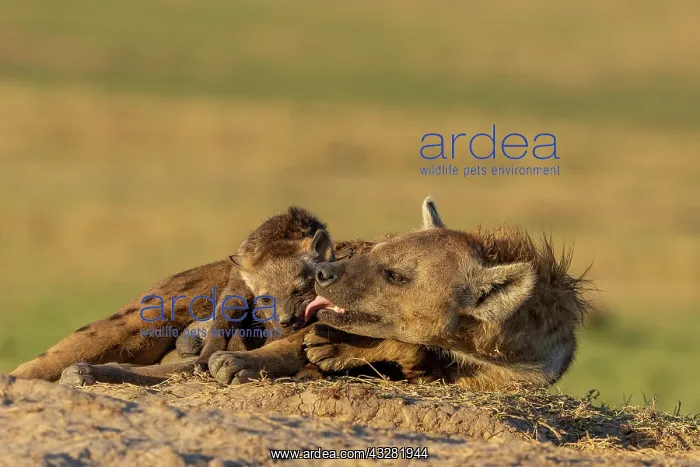 : Afrique, Afrique de l'Est, Kenya, Reserve nationale du Masai : Afrique, Afrique de l'Est, Kenya, Reserve nationale du Masai