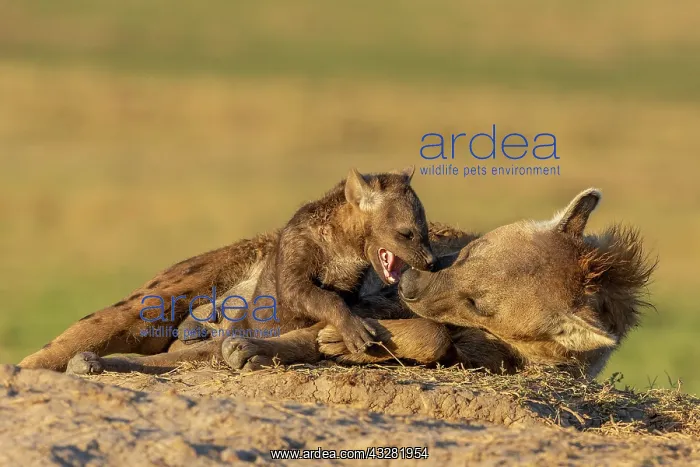 : Afrique, Afrique de l'Est, Kenya, Reserve nationale du Masai : Afrique, Afrique de l'Est, Kenya, Reserve nationale du Masai