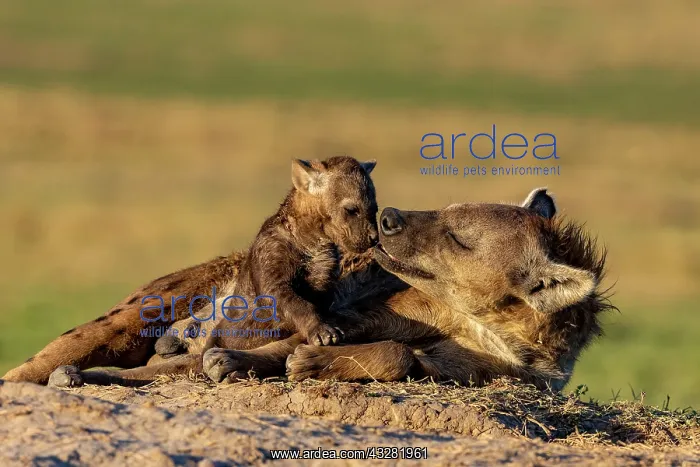 : Afrique, Afrique de l'Est, Kenya, Reserve nationale du Masai : Afrique, Afrique de l'Est, Kenya, Reserve nationale du Masai