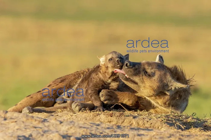 : Afrique, Afrique de l'Est, Kenya, Reserve nationale du Masai : Afrique, Afrique de l'Est, Kenya, Reserve nationale du Masai