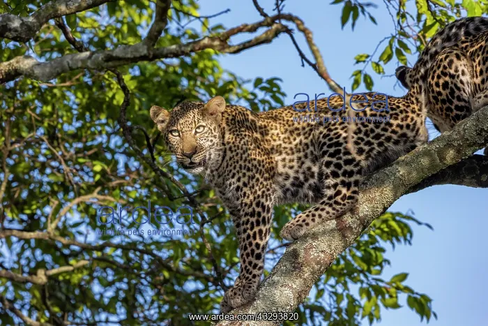 : Afrique, Afrique de l'Est, Kenya, Reserve nationale du Masai : Afrique, Afrique de l'Est, Kenya, Reserve nationale du Masai