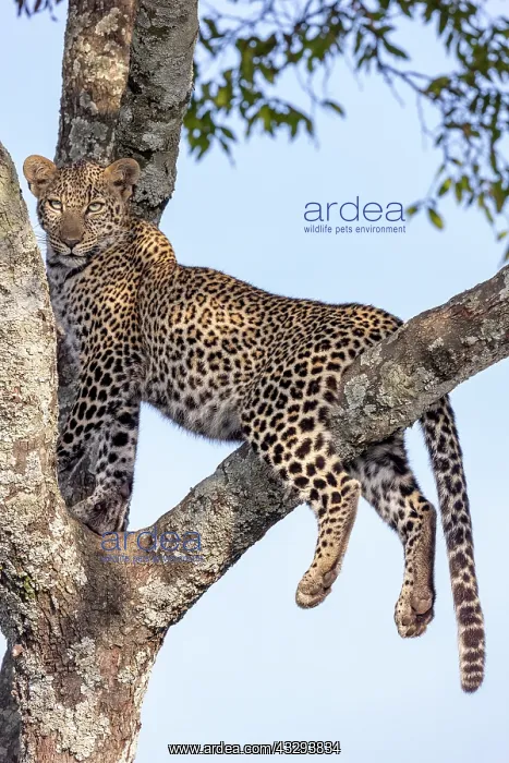 : Afrique, Afrique de l'Est, Kenya, Reserve nationale du Masai : Afrique, Afrique de l'Est, Kenya, Reserve nationale du Masai