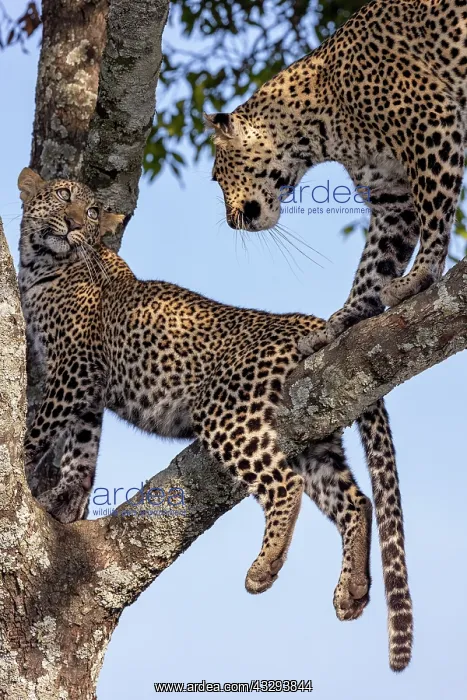 : Afrique, Afrique de l'Est, Kenya, Reserve nationale du Masai : Afrique, Afrique de l'Est, Kenya, Reserve nationale du Masai