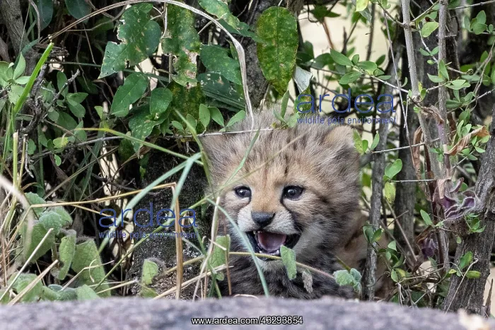 : Afrique, Afrique de l'Est, Kenya, Reserve nationale du Masai : Afrique, Afrique de l'Est, Kenya, Reserve nationale du Masai