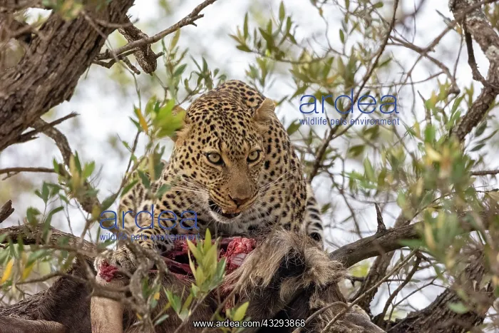 : Afrique, Afrique de l'Est, Kenya, Reserve nationale du Masai : Afrique, Afrique de l'Est, Kenya, Reserve nationale du Masai
