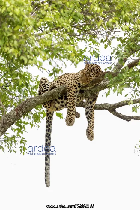: Afrique, Afrique de l'Est, Kenya, Reserve nationale du Masai : Afrique, Afrique de l'Est, Kenya, Reserve nationale du Masai