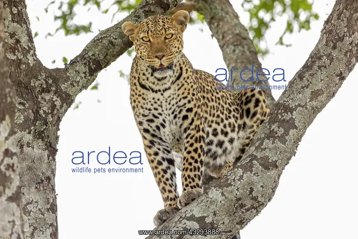: Afrique, Afrique de l'Est, Kenya, Reserve nationale du Masai : Afrique, Afrique de l'Est, Kenya, Reserve nationale du Masai
